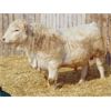 Image 3 : 2 Year-Old Charolais Bull - JGL Jukebox 42J