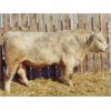 Image 1 : 2 Year-Old Charolais Bull - JGL Jukebox 36J