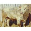Image 2 : 2 Year-Old Charolais Bull - JGL Jukebox 36J