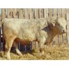 Image 3 : 2 Year-Old Charolais Bull - JGL Jukebox 36J