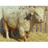 Image 4 : 2 Year-Old Charolais Bull - JGL Jukebox 36J