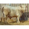 Image 1 : 2 Year-Old Charolais Bull - JGL Jukebox 35J