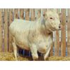 Image 2 : 2 Year-Old Charolais Bull - JGL Jukebox 35J