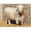 Image 3 : 2 Year-Old Charolais Bull - JGL Jukebox 35J