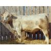 Image 2 : 2 Year-Old Charolais Bull - JGL Jukebox 31J