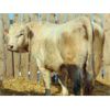 Image 3 : 2 Year-Old Charolais Bull - JGL Jukebox 31J