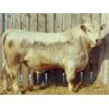 Image 4 : 2 Year-Old Charolais Bull - JGL Jukebox 31J