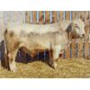 Image 5 : 2 Year-Old Charolais Bull - JGL Jukebox 31J