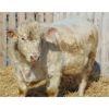 Image 2 : 2 Year-Old Charolais Bull - JGL Commission 10J