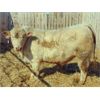 Image 3 : 2 Year-Old Charolais Bull - JGL Commission 10J