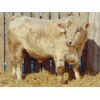 Image 2 : 2 Year-Old Charolais Bull - JGL Commission 14J