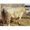 Image 3 : 2 Year-Old Charolais Bull - JGL Commission 14J