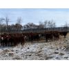 Image 2 : Four Harts Cattle Co. - 850# Heifers - 155 Head (Vermilion, AB)