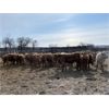 Image 5 : Four Harts Cattle Co. - 850# Heifers - 155 Head (Vermilion, AB)