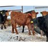 Image 10 : Sturgeon River Ranching - 700# Steers - 170 Head (Rockyford, AB)