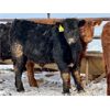 Image 1 : Sturgeon River Ranching - 700# Steers - 170 Head (Rockyford, AB)