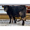 Image 3 : Sturgeon River Ranching - 700# Steers - 170 Head (Rockyford, AB)