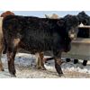 Image 5 : Sturgeon River Ranching - 700# Steers - 170 Head (Rockyford, AB)