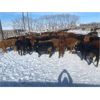 Image 2 : Quarter Circle X Ranch - 691# Heifers - 130 Head (Madden, AB)