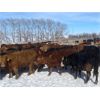 Image 3 : Quarter Circle X Ranch - 691# Heifers - 130 Head (Madden, AB)
