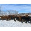 Image 4 : Quarter Circle X Ranch - 691# Heifers - 130 Head (Madden, AB)