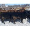 Image 5 : Quarter Circle X Ranch - 691# Heifers - 130 Head (Madden, AB)