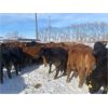 Image 6 : Quarter Circle X Ranch - 691# Heifers - 130 Head (Madden, AB)