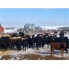 Image 1 : Treacy & Paula Vogstad - 640# Heifers - 90 Head (Dalum, AB)