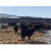 Image 2 : Treacy & Paula Vogstad - 640# Heifers - 90 Head (Dalum, AB)