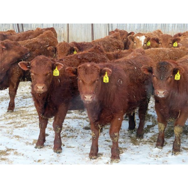 RBD Ranch - 850# Steers - 61 Head (Milestone, SK)