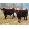 Image 3 : RBD Ranch - 850# Steers - 61 Head (Milestone, SK)