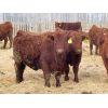 Image 5 : RBD Ranch - 850# Steers - 61 Head (Milestone, SK)