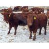 Image 6 : RBD Ranch - 850# Steers - 61 Head (Milestone, SK)