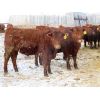 Image 7 : RBD Ranch - 850# Steers - 61 Head (Milestone, SK)