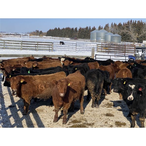 Hopper Farms - 800# Steers - 78 Head (Eckville, AB)