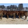 Image 2 : Hopper Farms - 800# Steers - 78 Head (Eckville, AB)