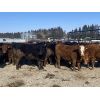 Image 3 : Hopper Farms - 800# Steers - 78 Head (Eckville, AB)