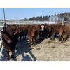 Image 6 : Hopper Farms - 800# Steers - 78 Head (Eckville, AB)
