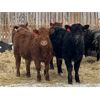 Image 3 : Reid Ranching Cremona - 615# Heifers - 102 Head (Cremona, AB)