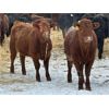 Image 4 : Reid Ranching Cremona - 615# Heifers - 102 Head (Cremona, AB)