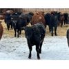 Image 5 : Reid Ranching Cremona - 615# Heifers - 102 Head (Cremona, AB)