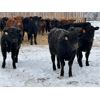 Image 6 : Reid Ranching Cremona - 615# Heifers - 102 Head (Cremona, AB)