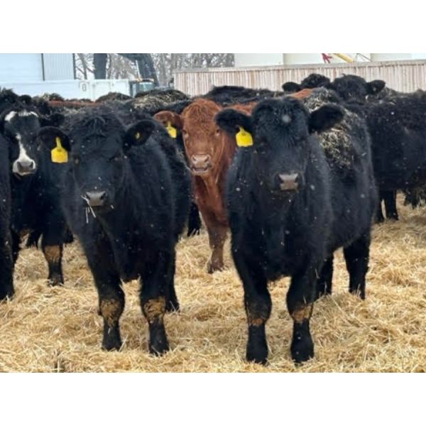 Lazy B Farm & Ranch - 740# Steers - 85 Head (Linden, AB)