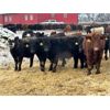 Image 6 : Lazy B Farm & Ranch - 740# Steers - 85 Head (Linden, AB)