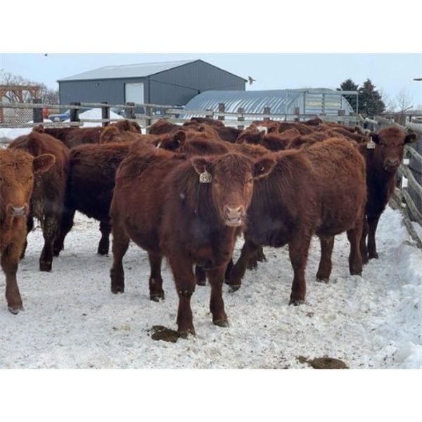 WJ Bird Farm Ltd. - 825# Steers - 73 Head (Lyleton, MB)