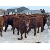 Image 1 : WJ Bird Farm Ltd. - 825# Steers - 73 Head (Lyleton, MB)