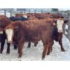 Image 2 : WJ Bird Farm Ltd. - 825# Steers - 73 Head (Lyleton, MB)