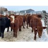 Image 3 : WJ Bird Farm Ltd. - 825# Steers - 73 Head (Lyleton, MB)