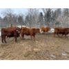 Image 7 : WJ Bird Farm Ltd. - 825# Steers - 73 Head (Lyleton, MB)