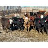 Image 3 : Cattleland - May Delivery 830# Heifers - 150 Head (Strathmore, AB)